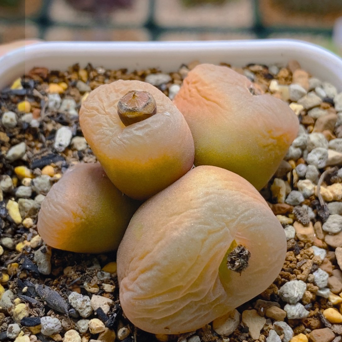 好看好看好看的毛群一颗福利