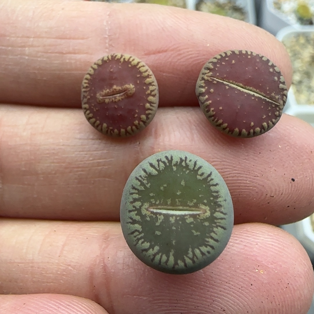 149红光阳清框福利30包邮