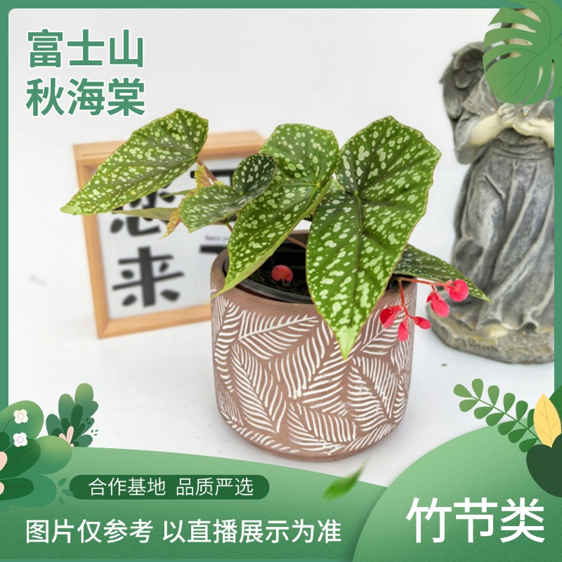富士山秋海棠竹节类开花不断不易倒伏室内阳台观叶观花