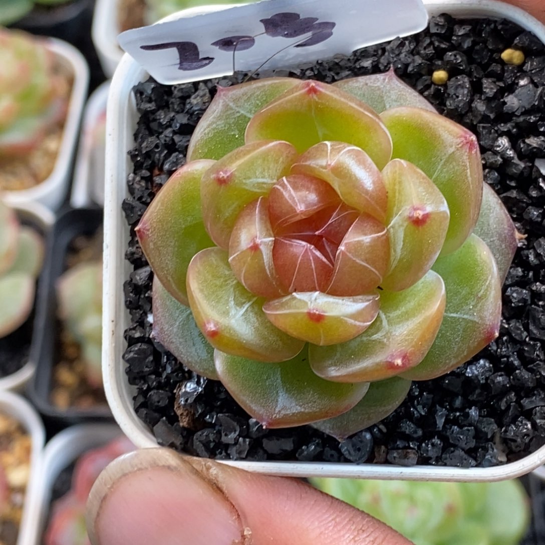 天官赐福百无禁忌