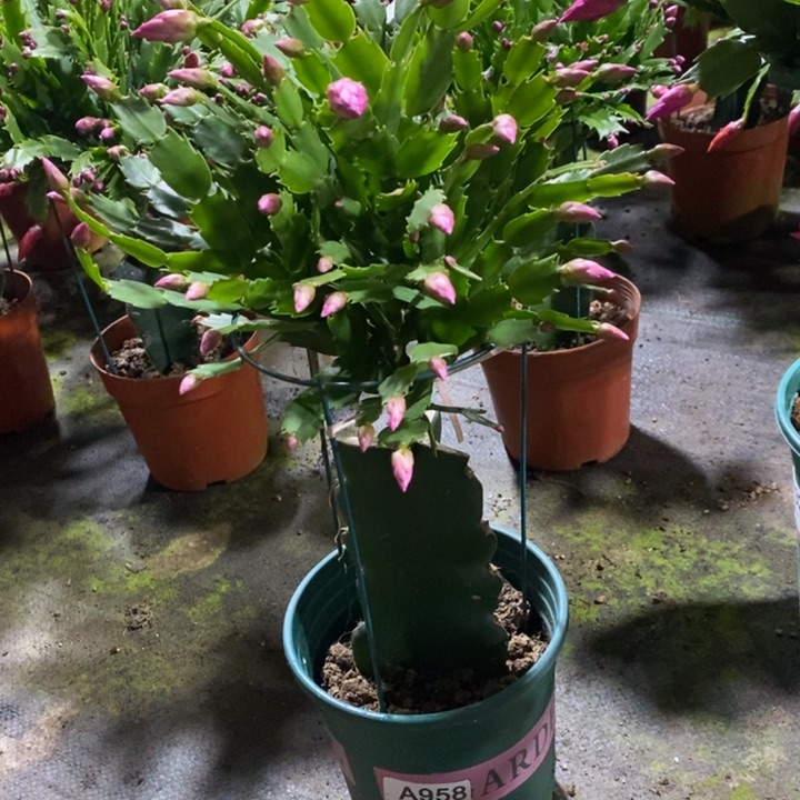 大部分花苞少量开放如**玉958嫁接079