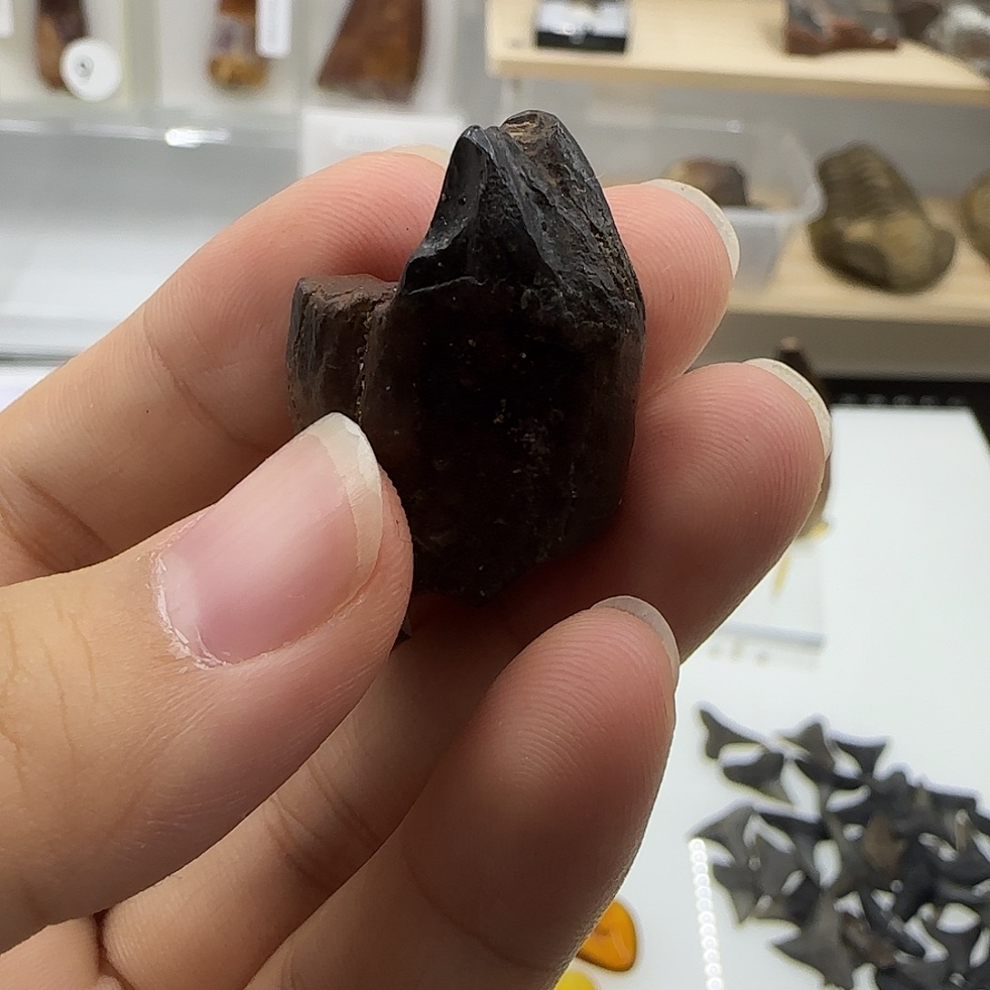 琉璃/树脂/塑料类三角龙后槽牙