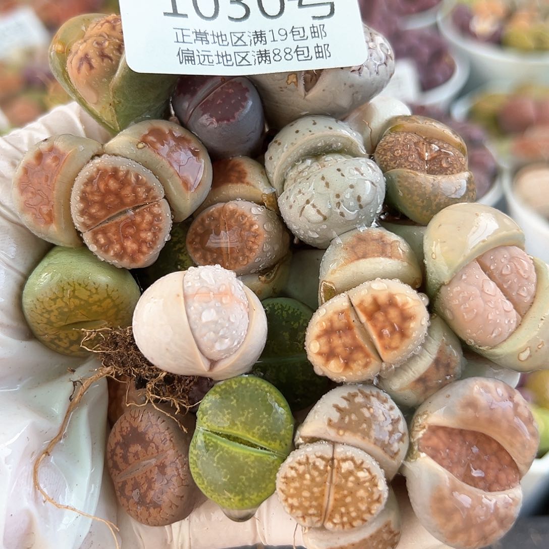 好养易活生石花大母本1030共20颗