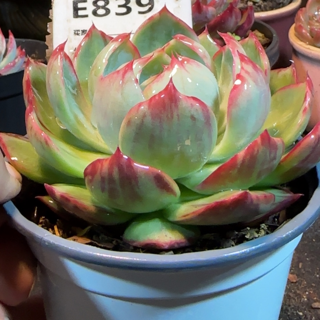 花脸惊鸿一物一拍包装收缩花旱839