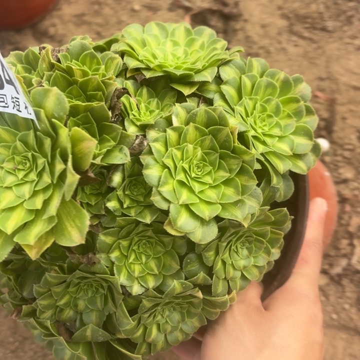 琉璃多肉植物2842