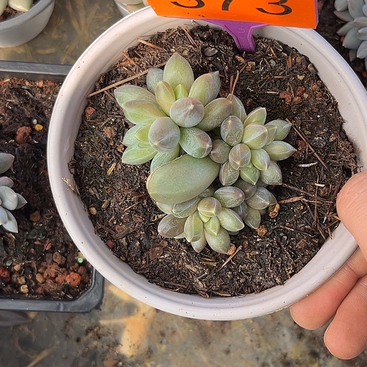 多肉植物玄女群373