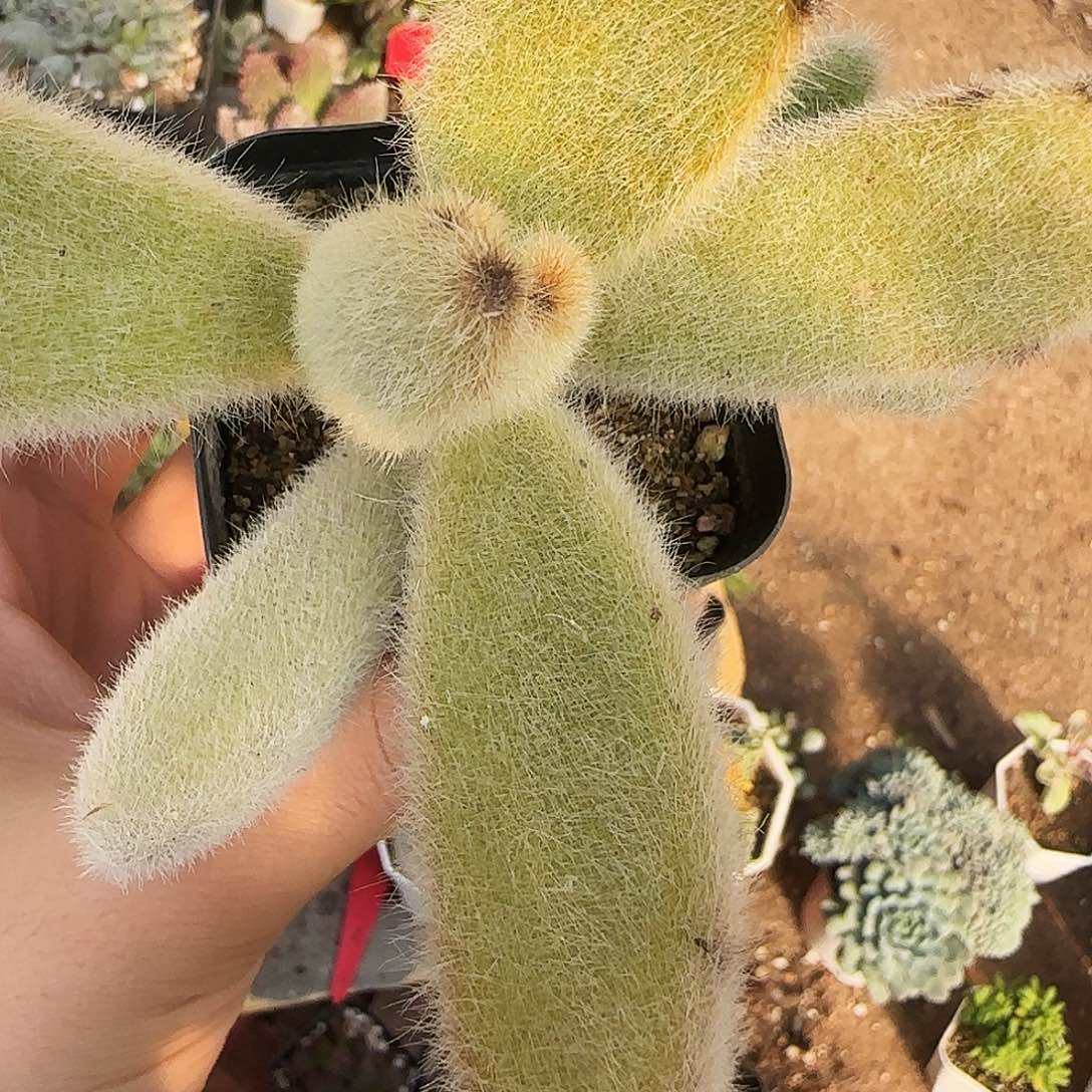 闪光兔多肉植物特价