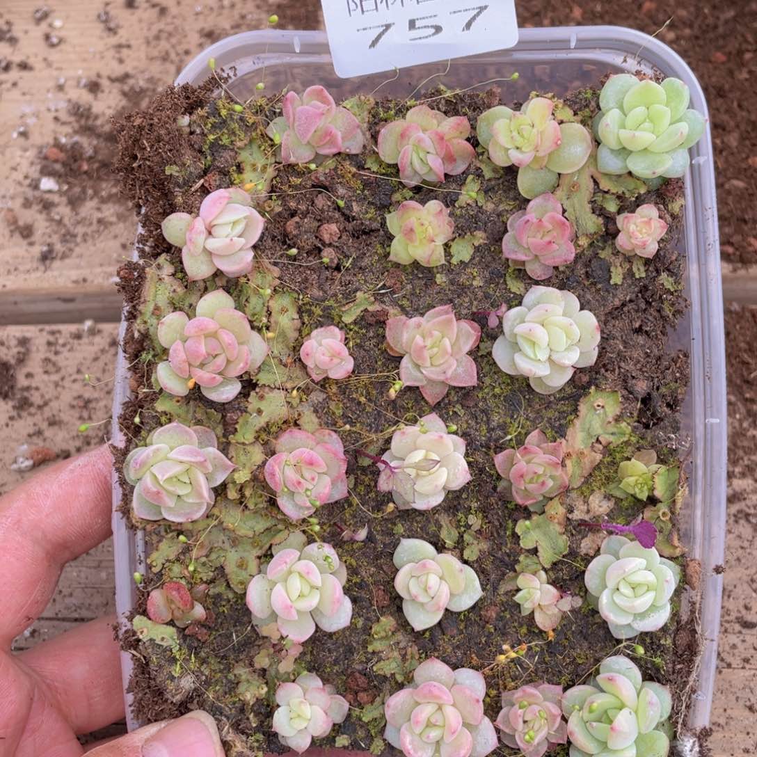 多肉植物多肉植物757