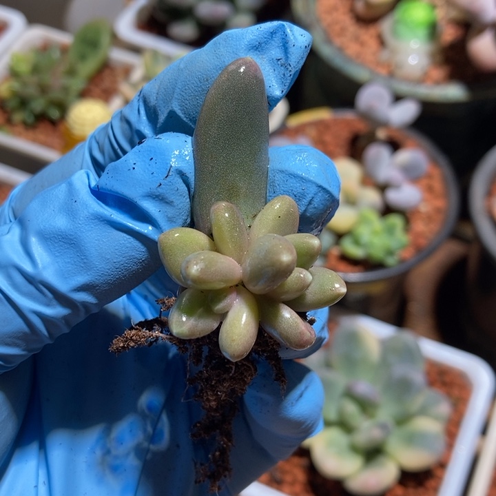 乌拉奶酪锦多肉植物