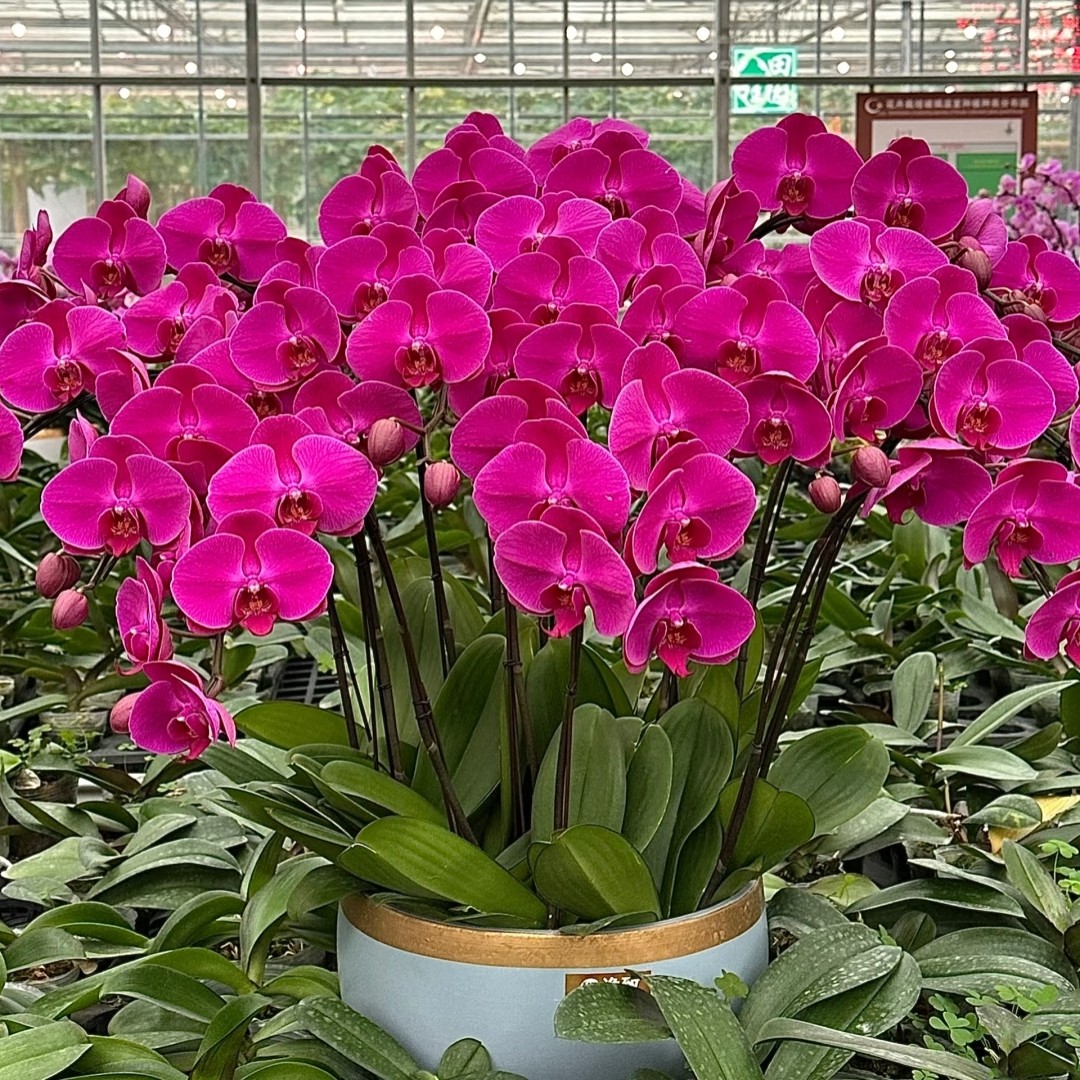 红玛瑙蝴蝶兰3.0杯1花剑不带花（如收叶有轻微瑕疵建议勿拍）