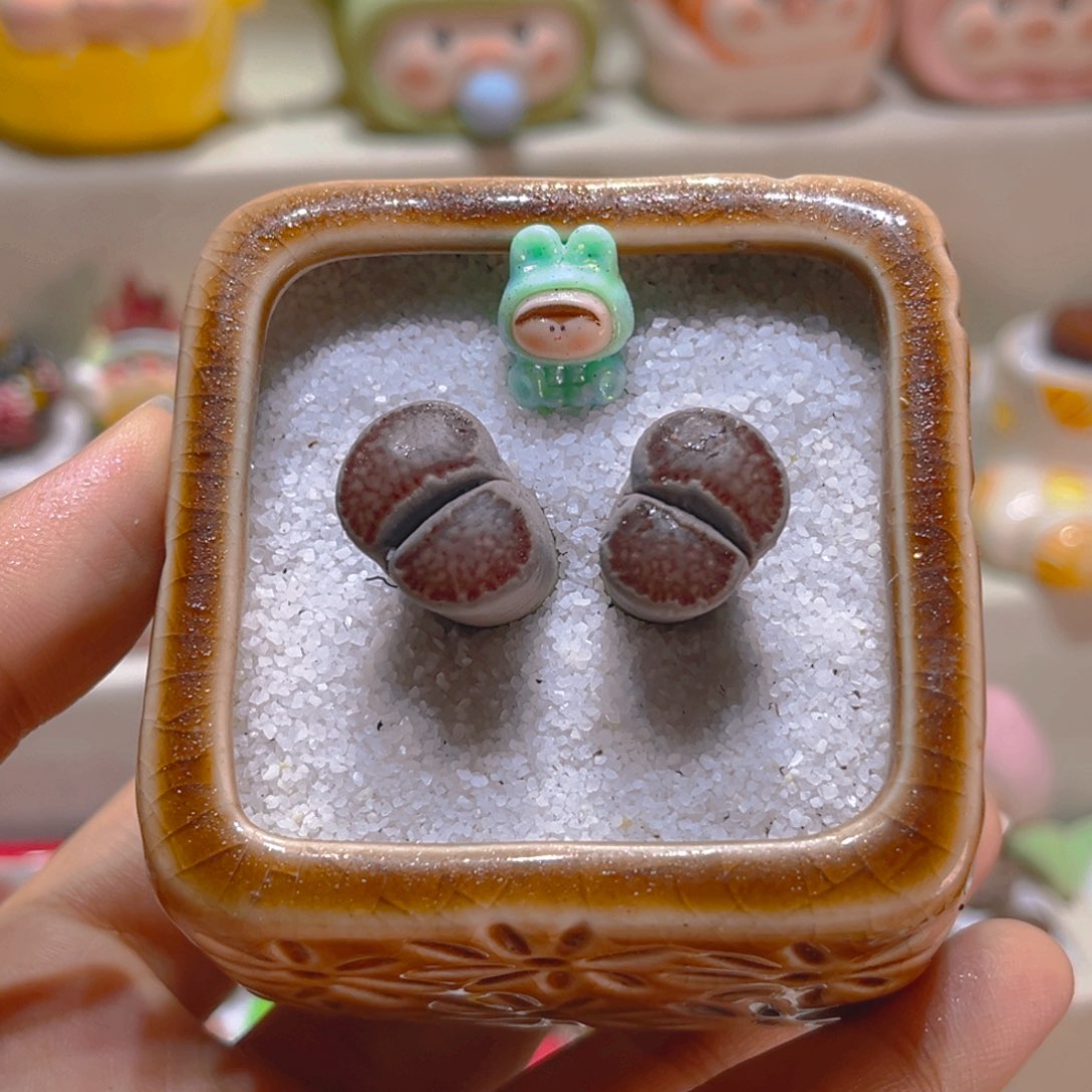 041高端多肉带盆带土