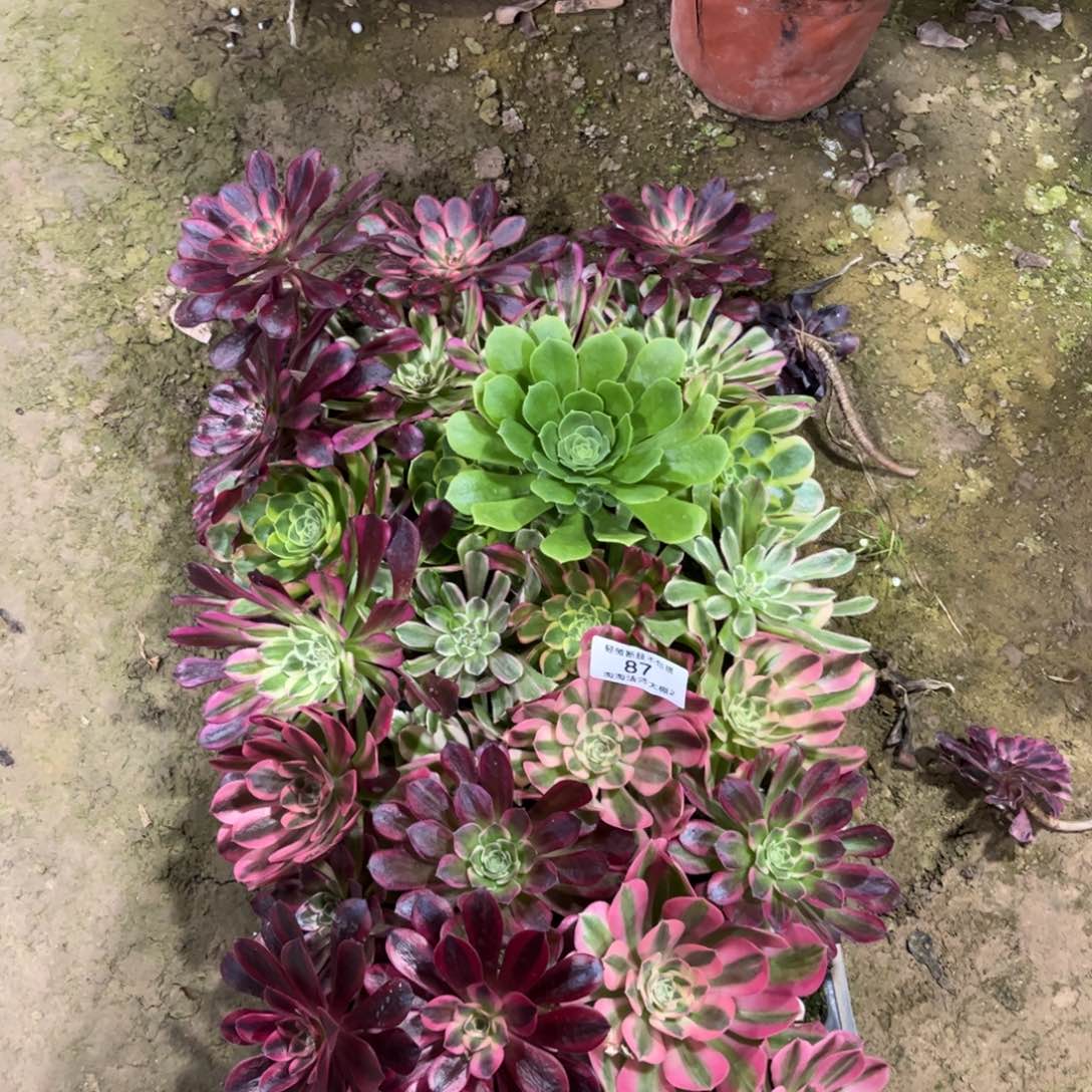 87穴盘多肉植物法师