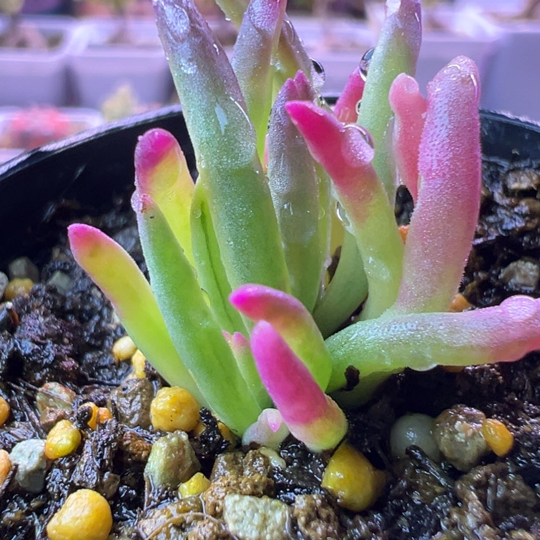 ****多肉植物枝干冰花锦