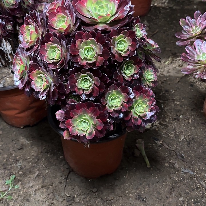 多肉植物法师安娜130
