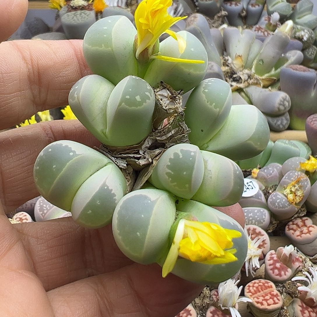 2466老母本超级福利