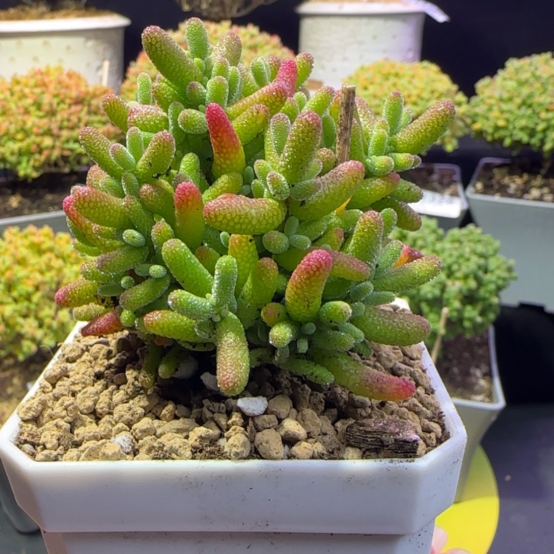 紫***琳dy1403实生橘子糖直杆