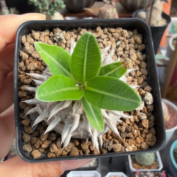 象牙玉376 (满28包邮)