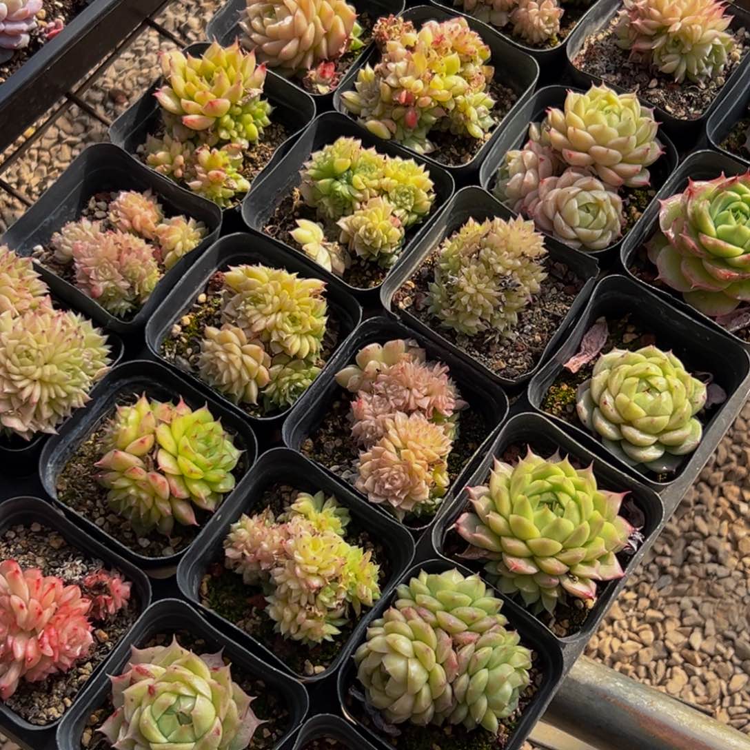 白***黑894多肉葡萄的味道是真的