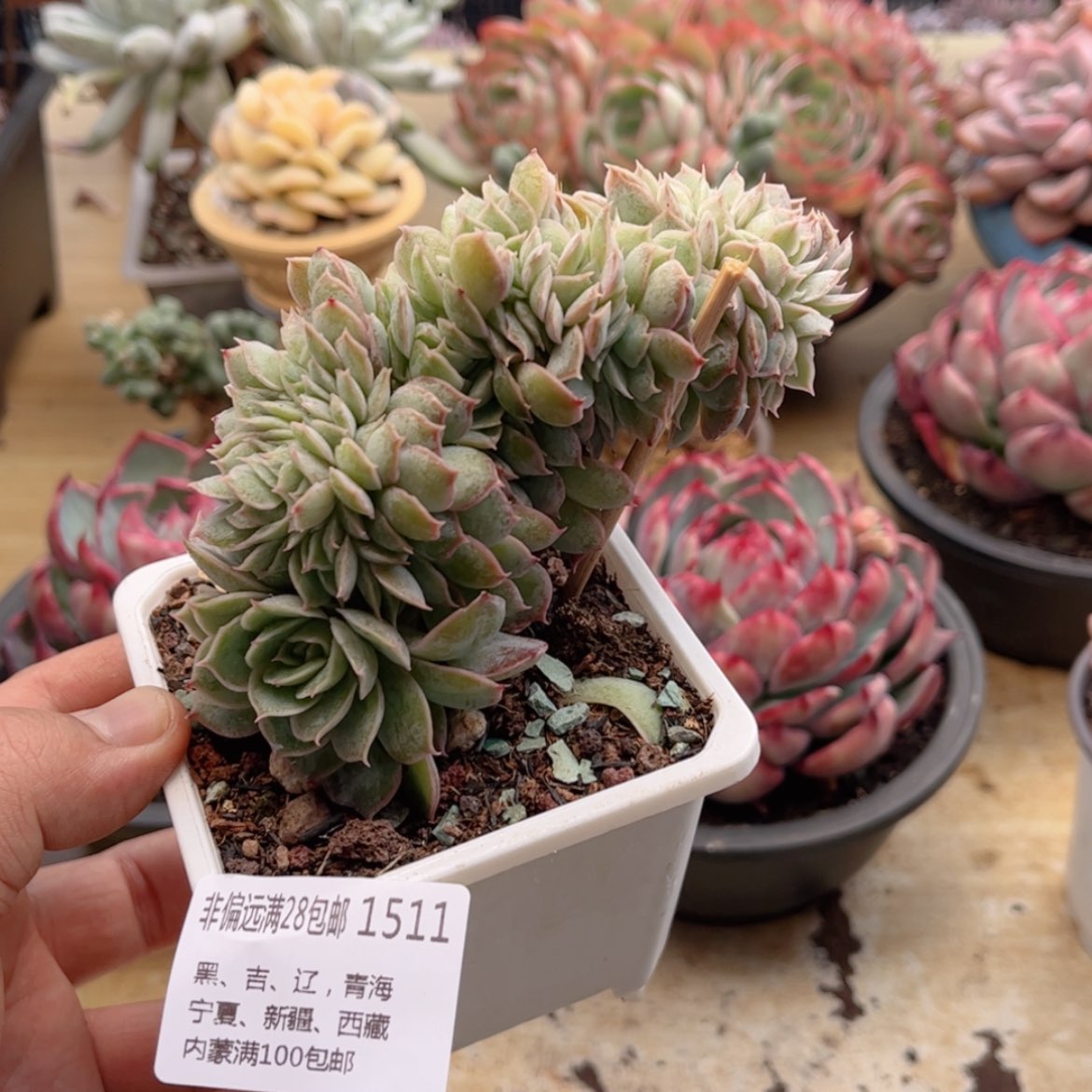 【闪购商品】1511昂斯诺缀