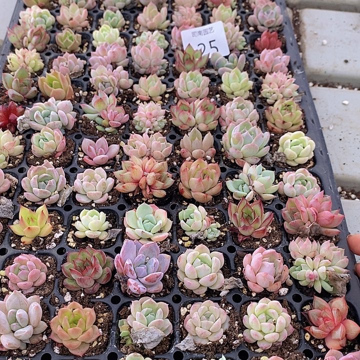 25 多肉植物盆栽花卉植物