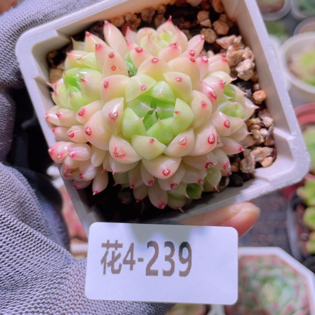 花利美4-239海王群