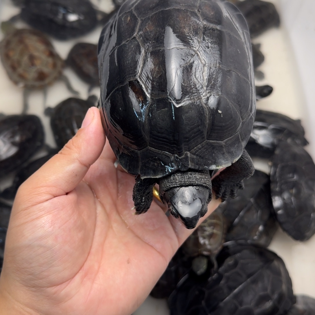 绿毛龟公苏北大墨龟