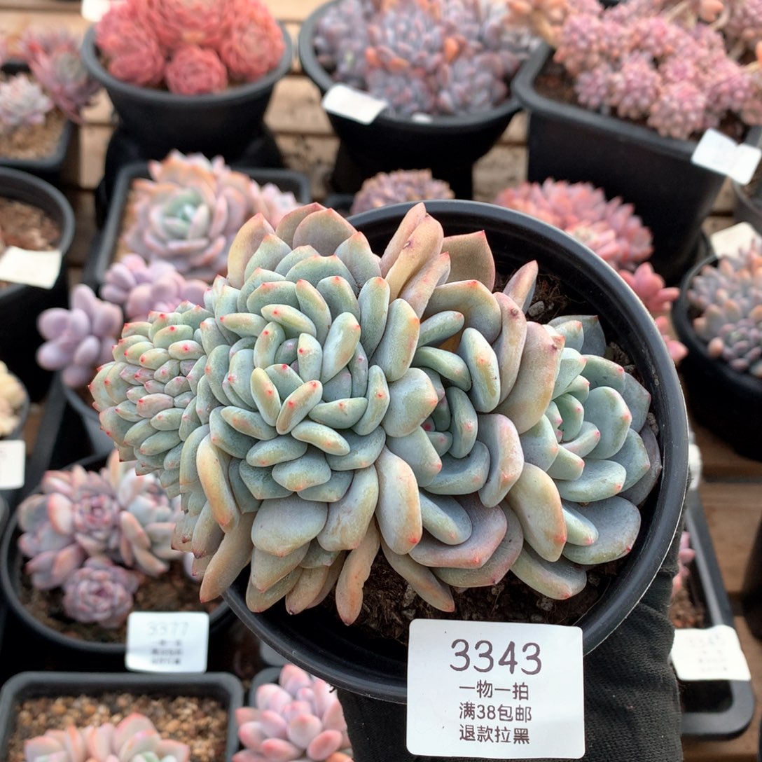 12厘米星影朵朵缀3343