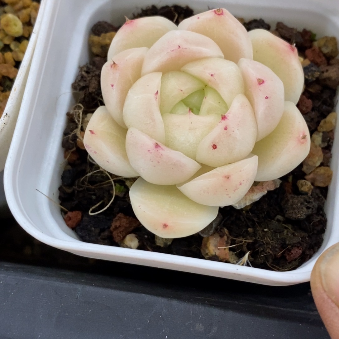精品多肉一物一拍不包整331