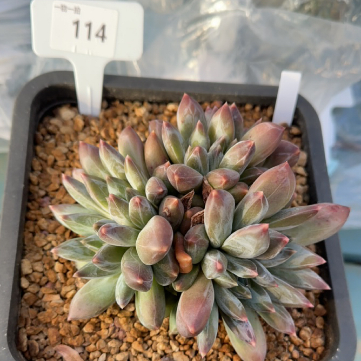 一物一拍114号重楼