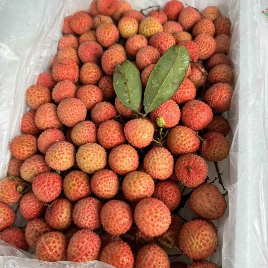 最后一批【桂味荔枝】最好吃的荔枝，核小！广东省