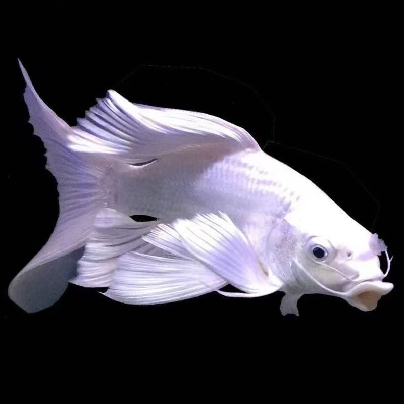 1-100纯种蝴蝶鲤冷水观赏鱼 实物以直播为准