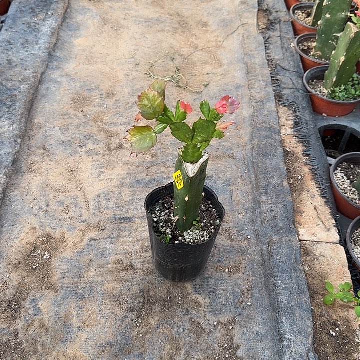 用***3909嫁接蟹爪兰：083（随单，无花苞）