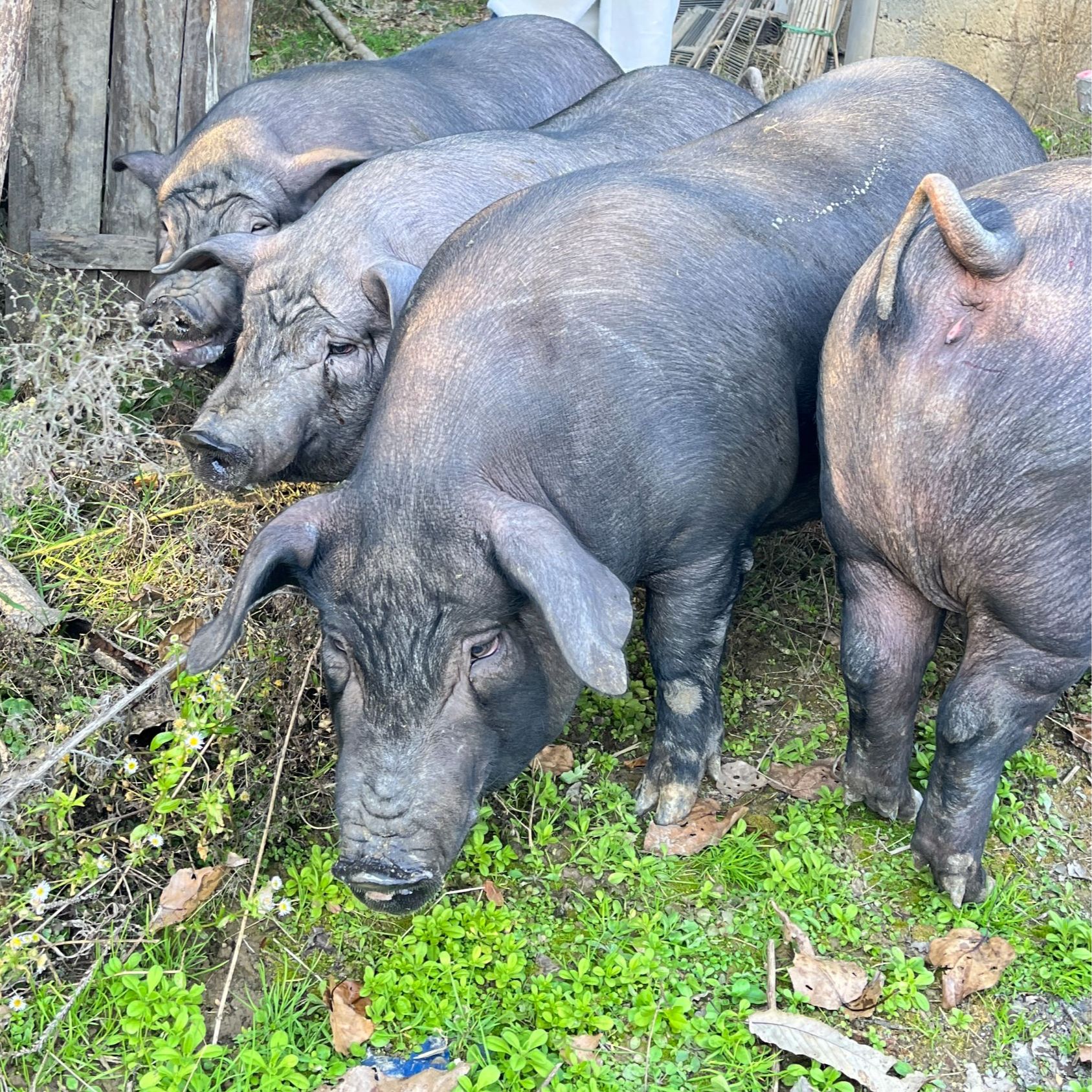城口黑猪肉新鲜（顺丰空包）现称现卖土猪肉