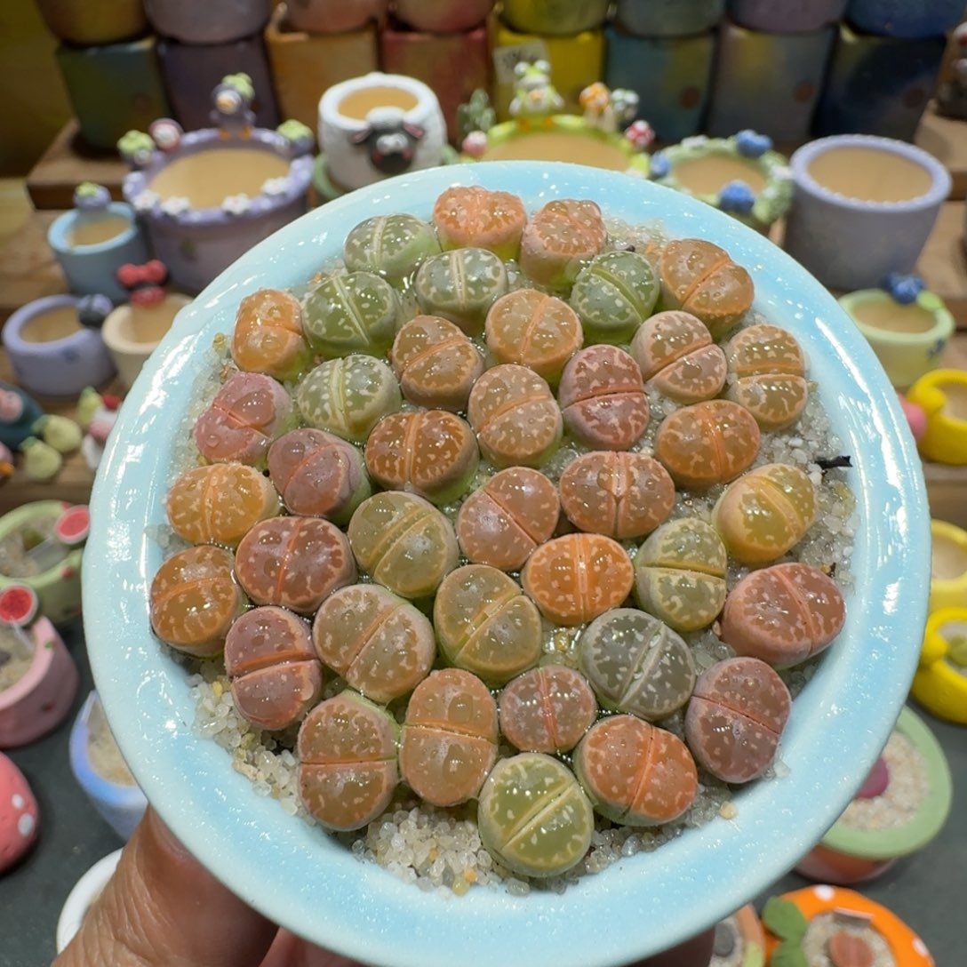 蘑菇1451橄榄彩拼多肉植物
