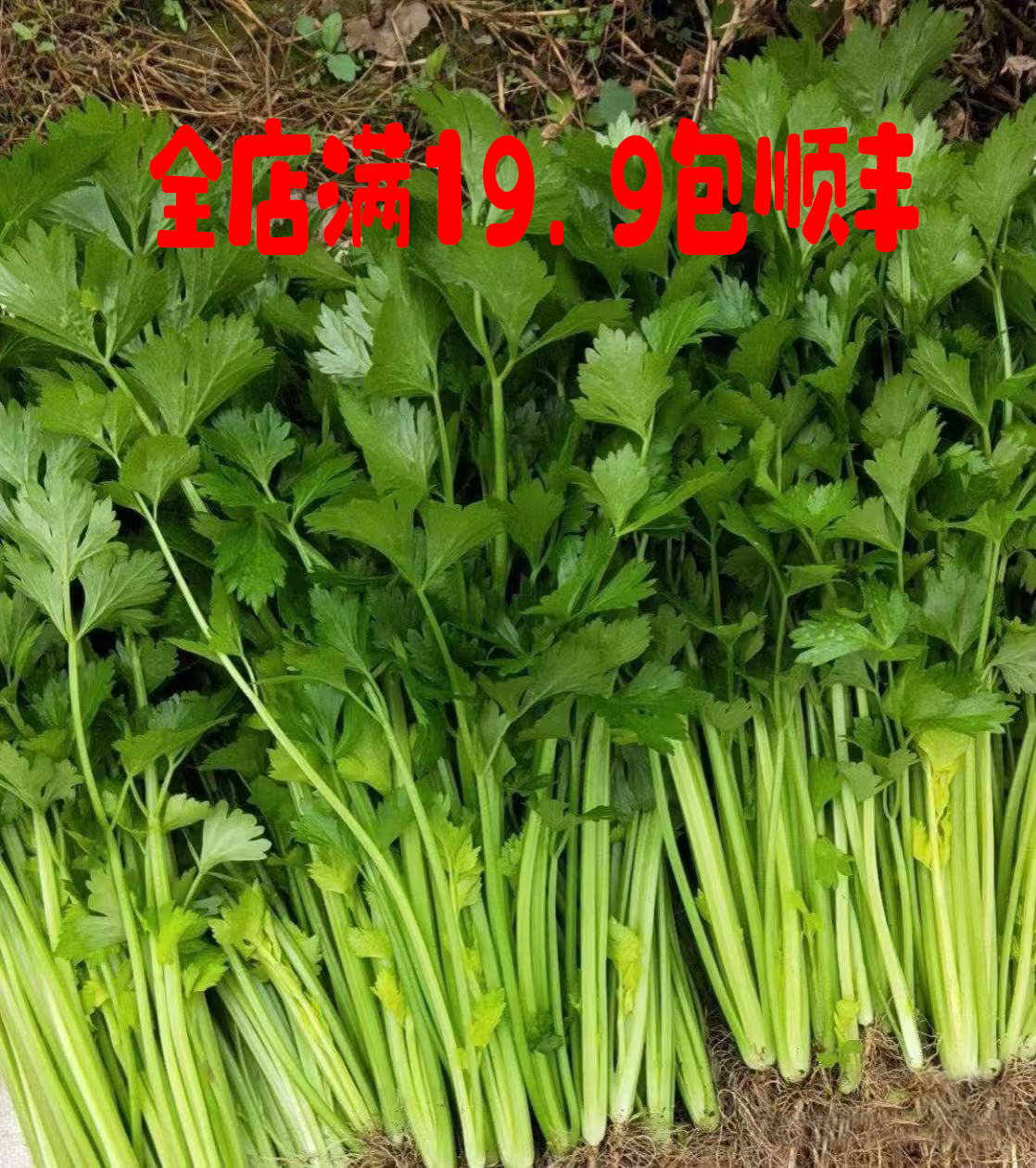 苏州常熟本地新鲜带根现采现发小香芹菜药芹（500G）
