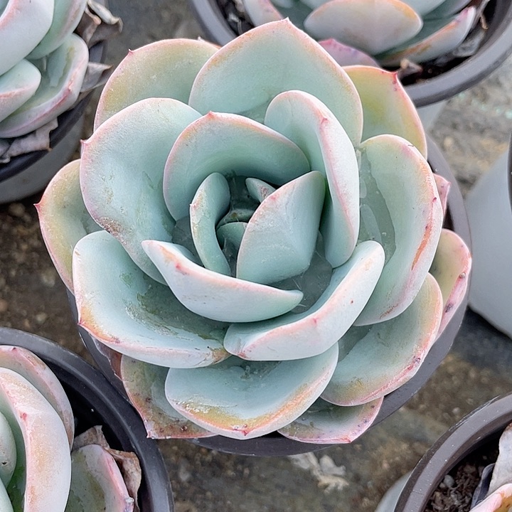 单头布鲁蓝满25包邮