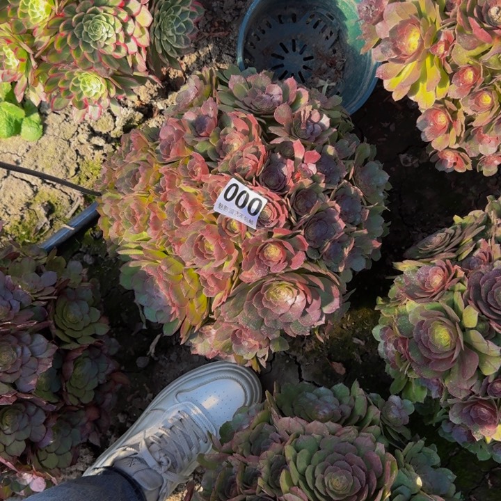 万圣节花27-40包邮花花