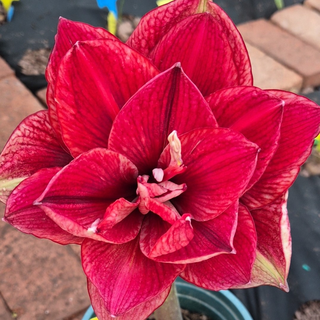 朱顶红 【LK4125 】带花剑 7.8+cm 越朱 只包对版，不包后期养护！