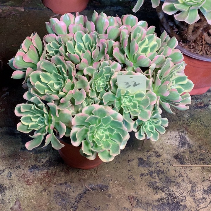 32白凤多肉植物一物一拍～