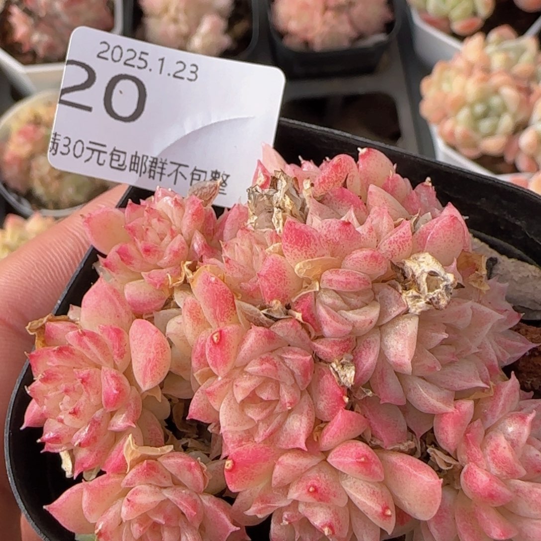 麦秆群一颗脱土发货的