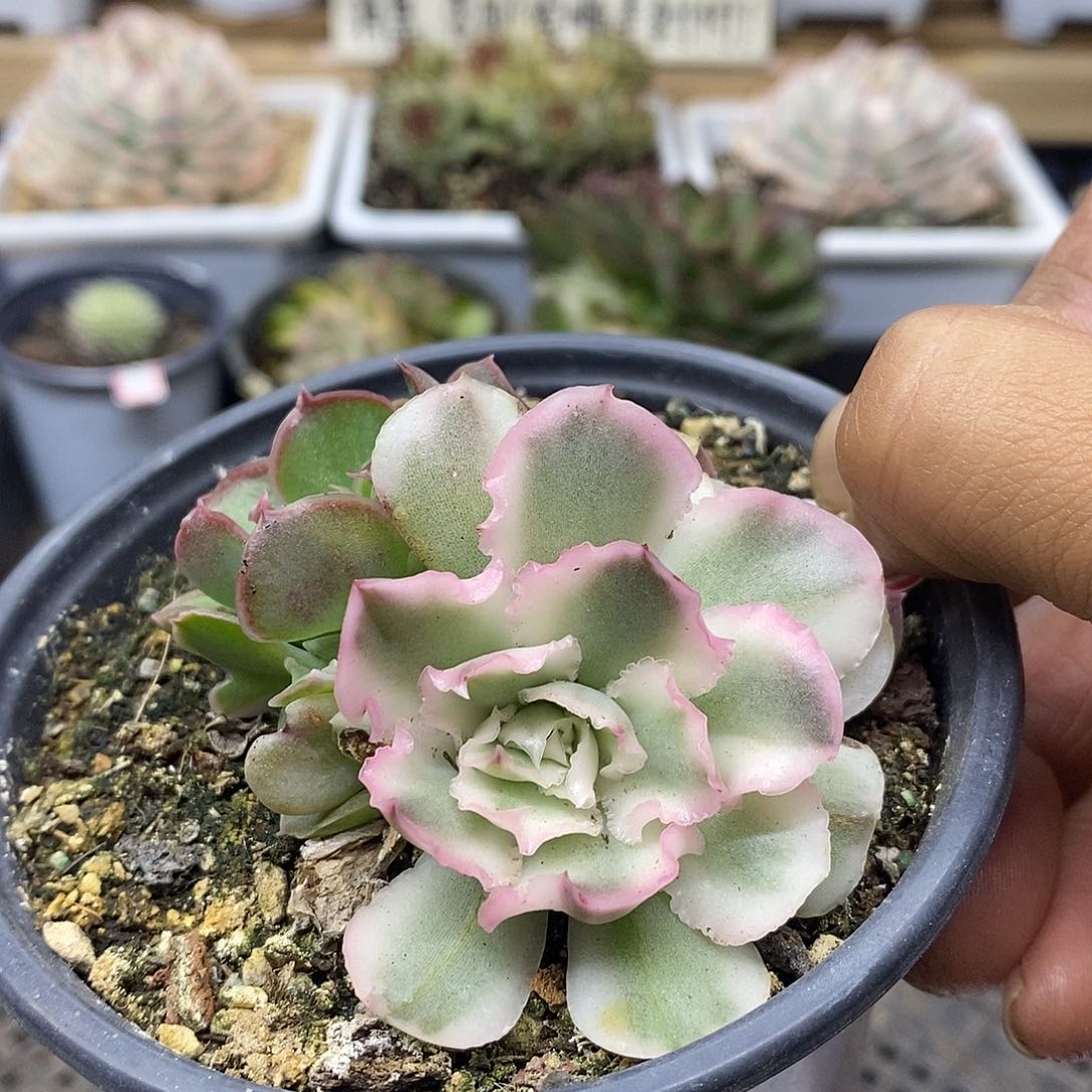 1235 紫蝴蝶锦底座