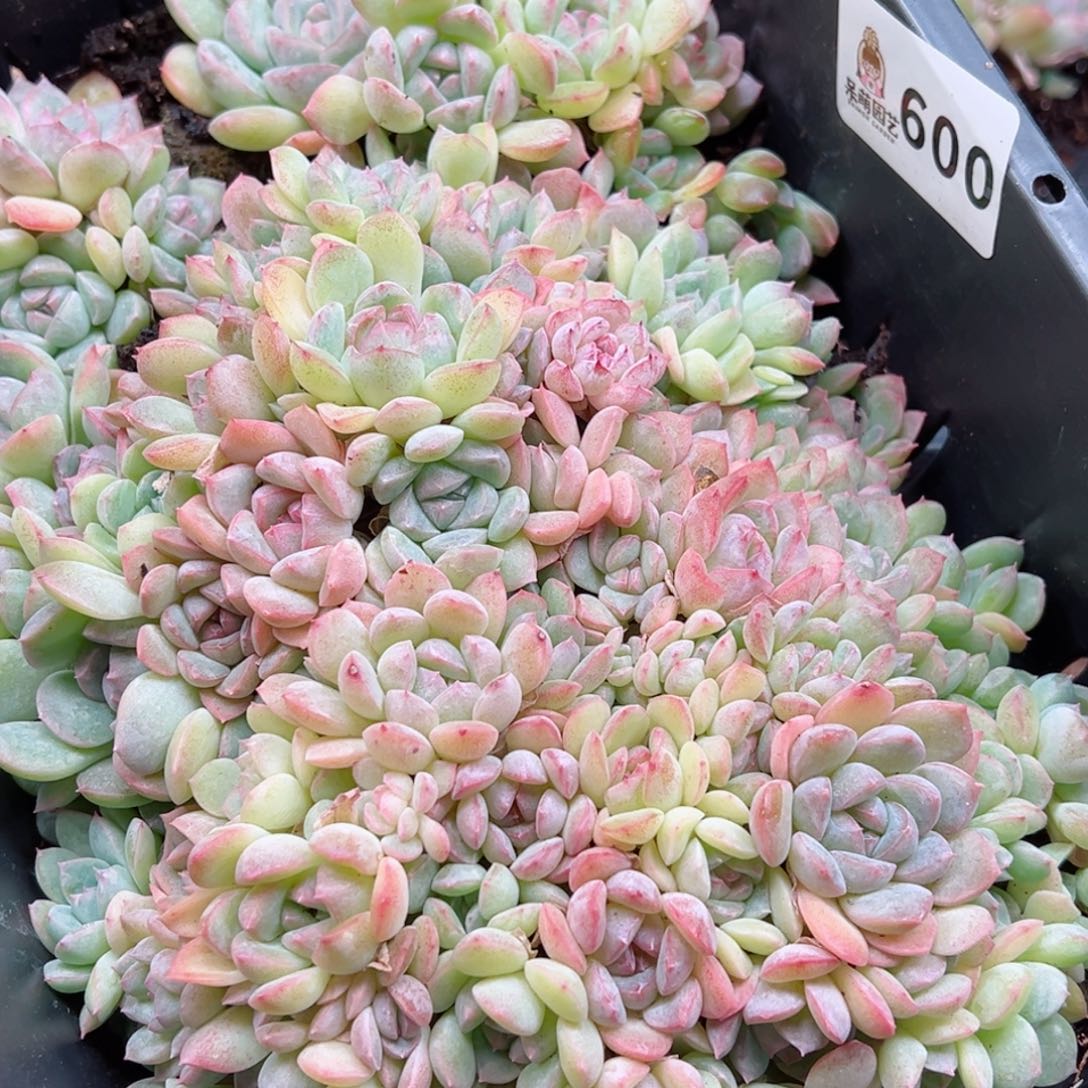 多肉植物多肉植物