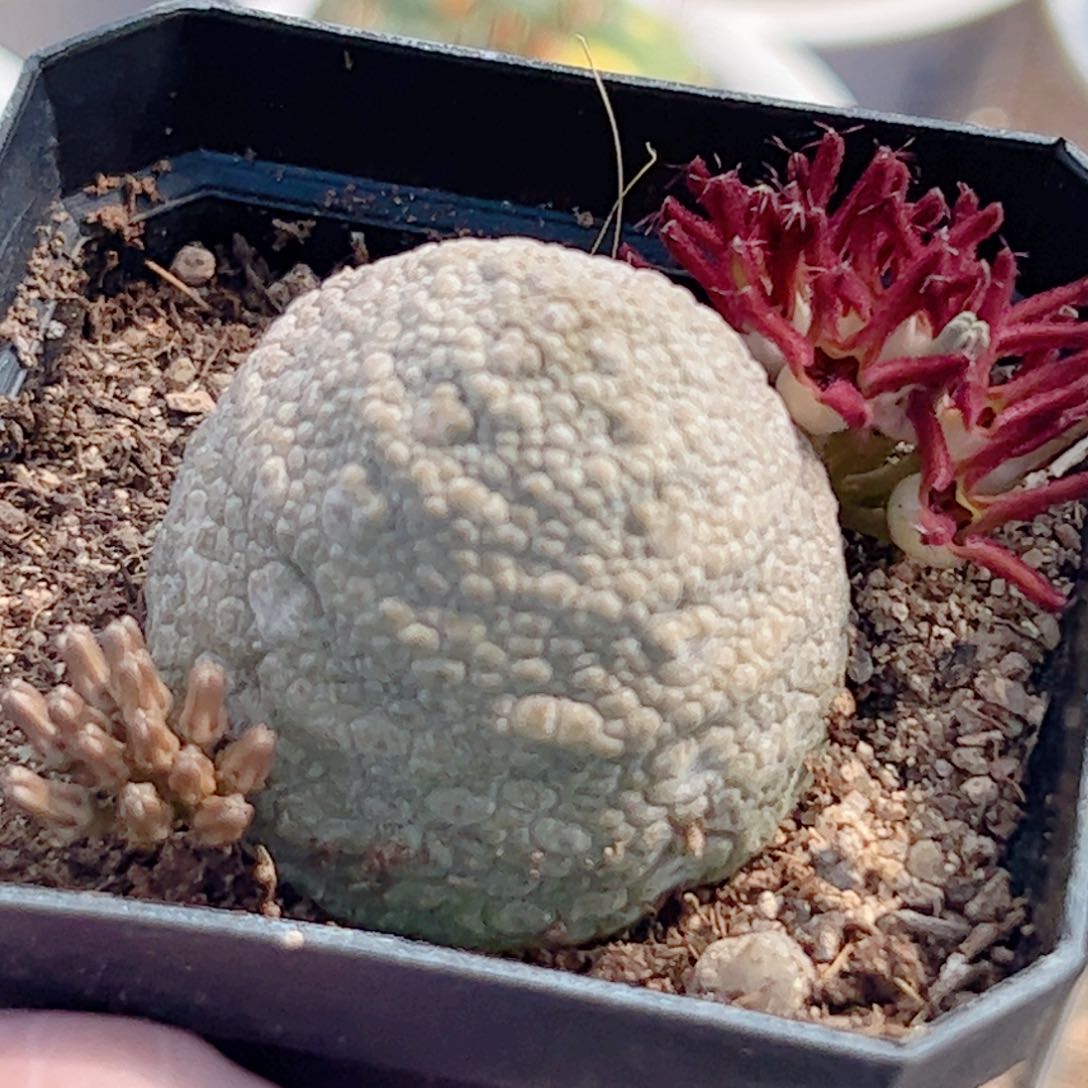 实生凝蹄玉仙人球