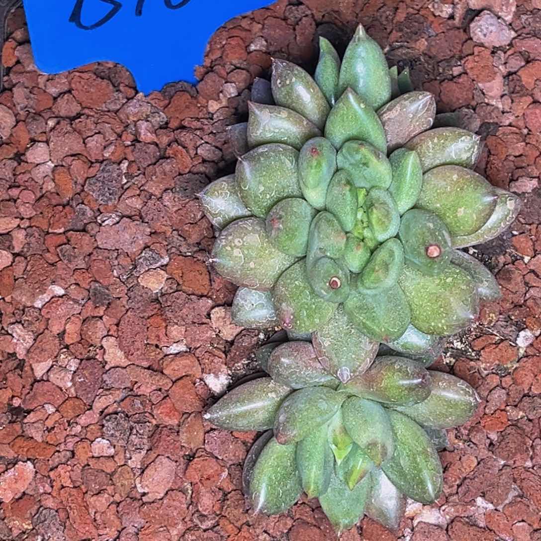 1510号晚上多肉植物群生多肉植物