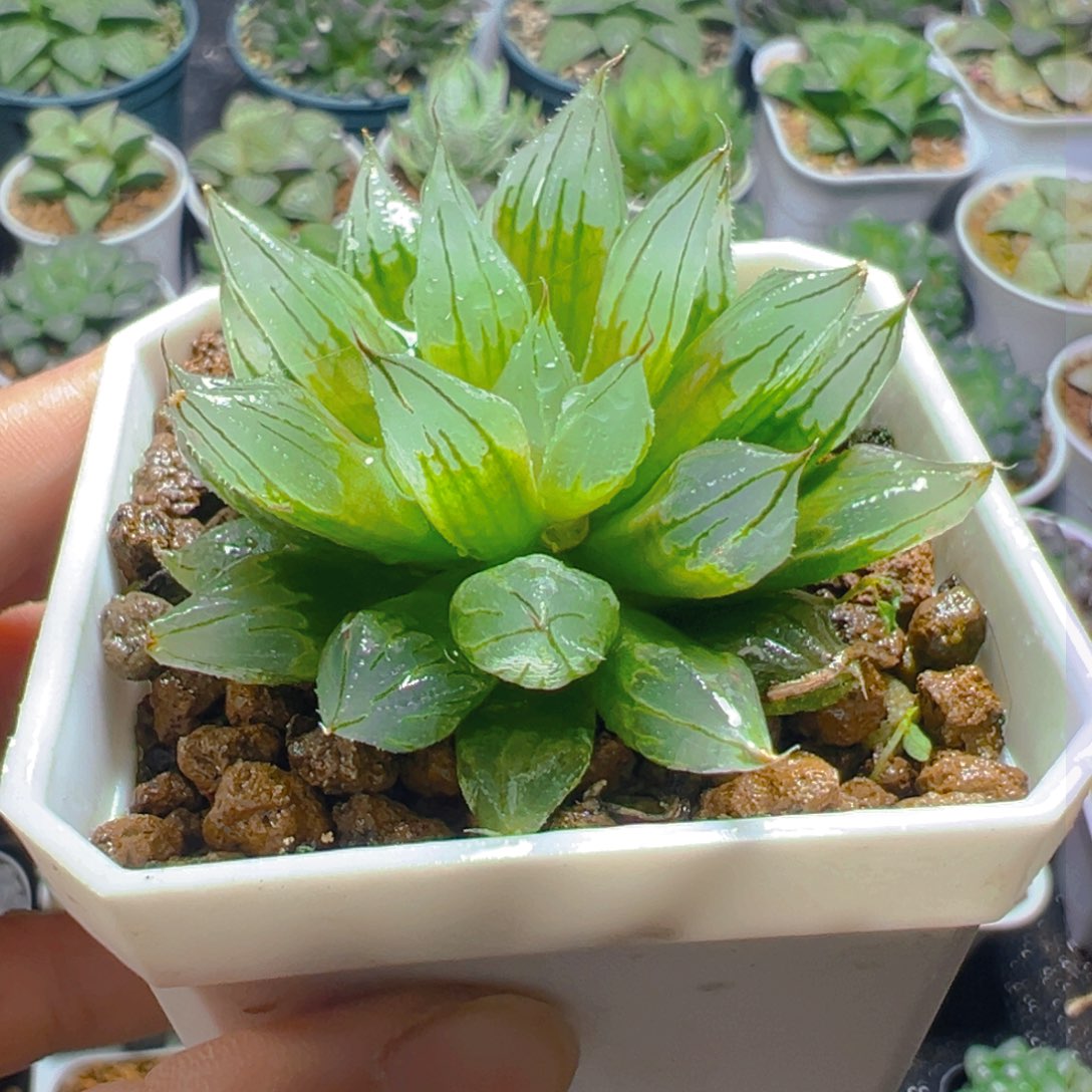 西亚姬玉露多肉多肉多肉