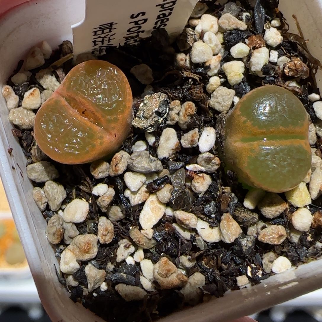 肉锥多肉植物百科25-帕法德709