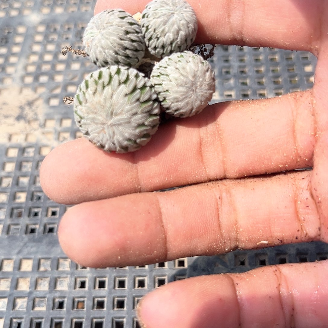 清***风青风一个丸子4头的