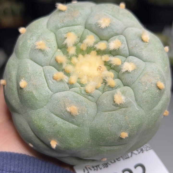 222可帮发根可发货