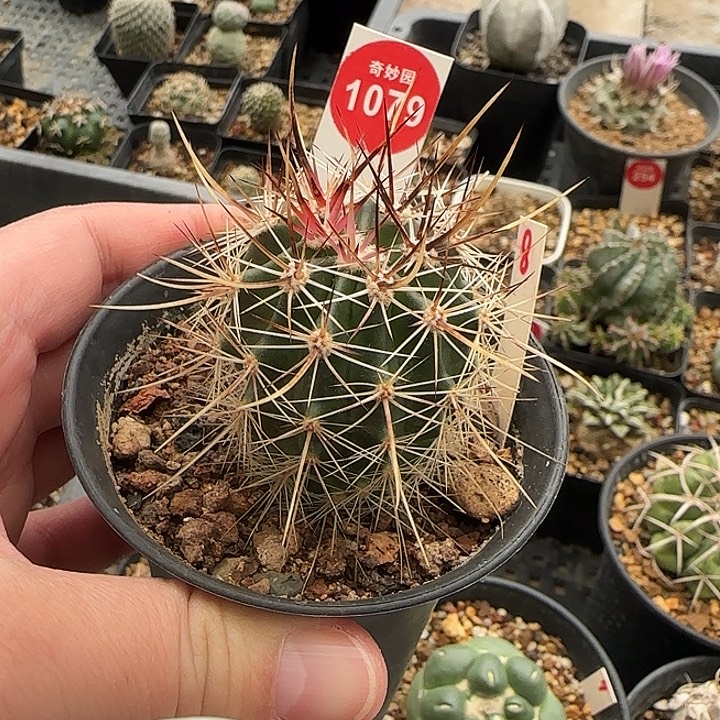 实生狂刺林氏幻虾一颗