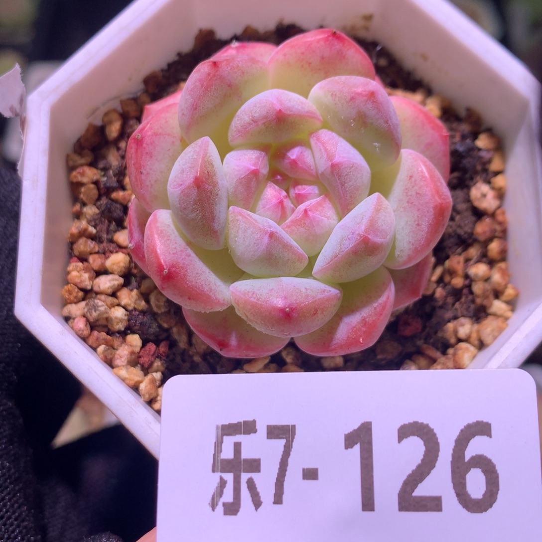 乐然 7-126 白桃汽水 